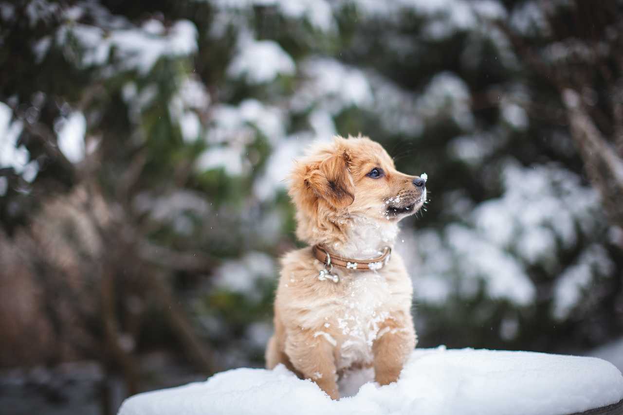 犬が小刻みに震える理由