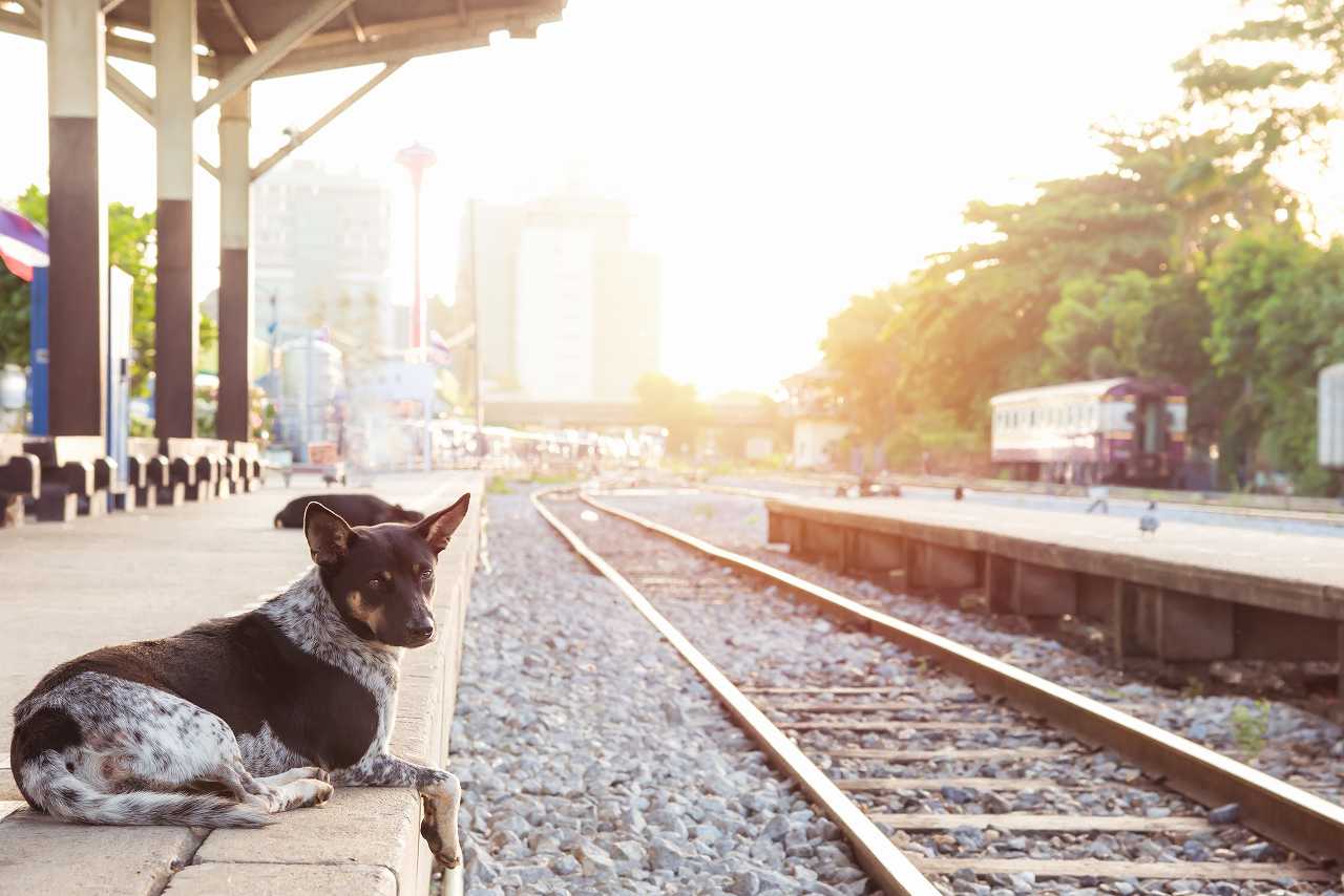 犬が電車に乗る時の注意点