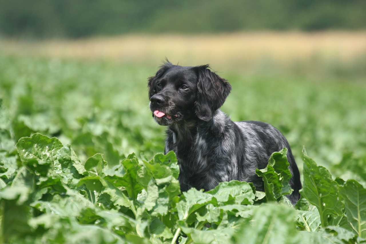 犬とほうれん草