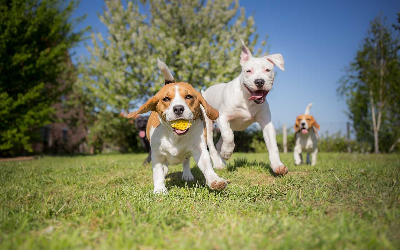 飼いやすい犬種