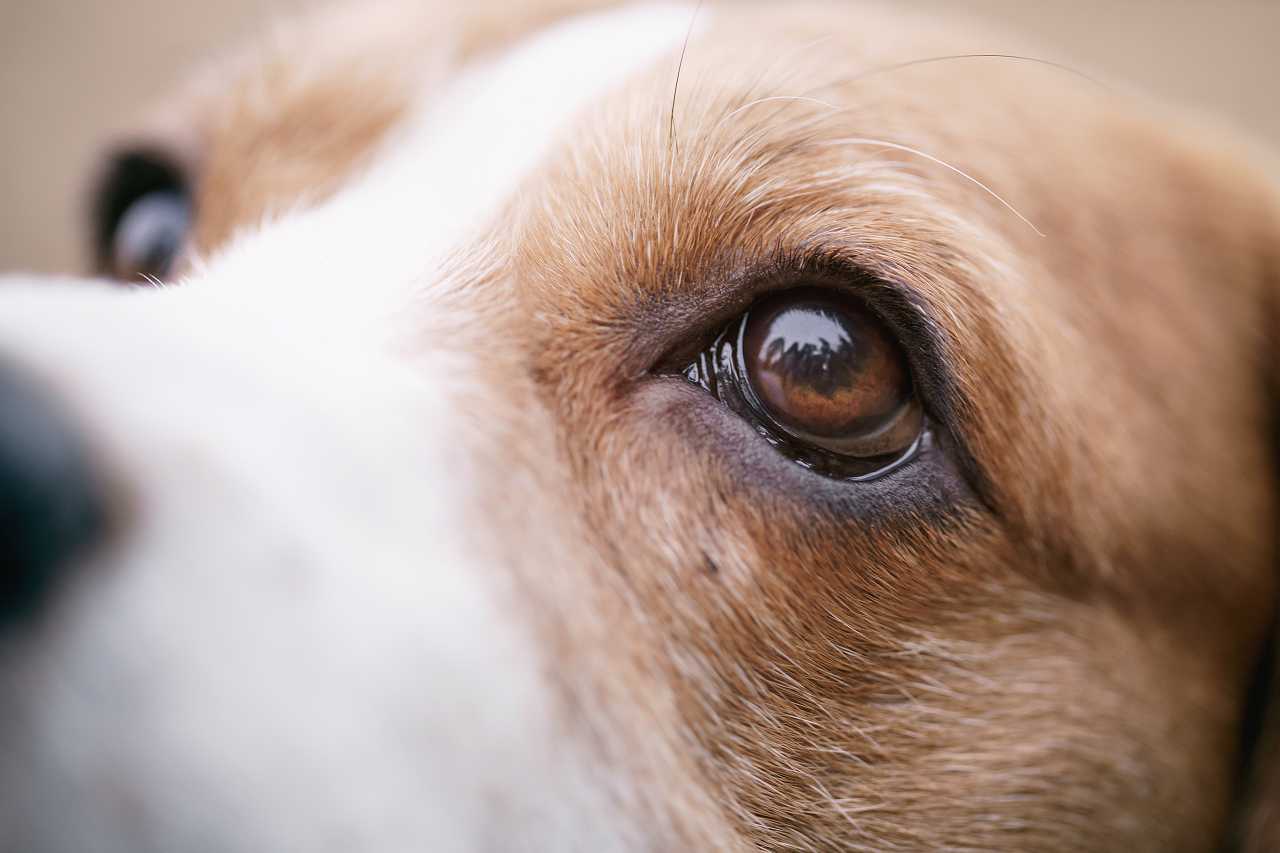 犬の涙やけ