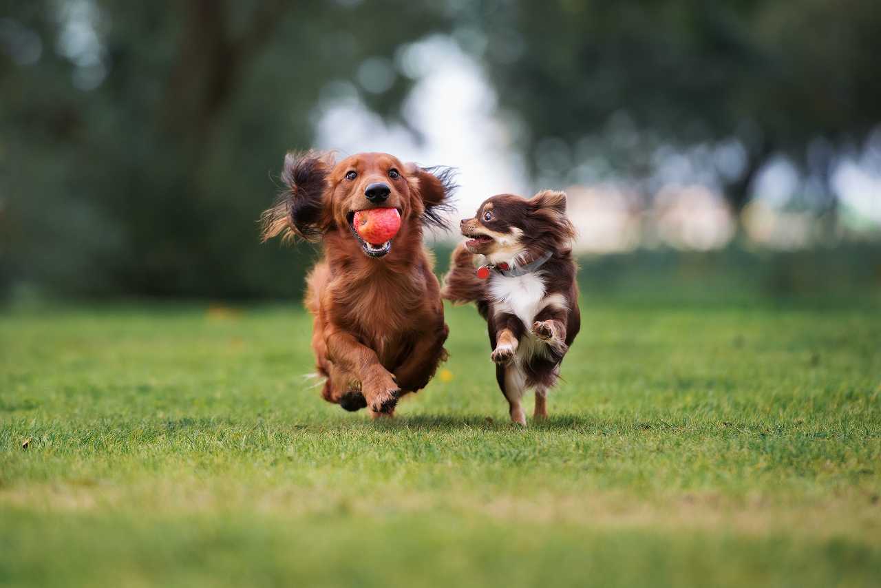 小型犬と超小型犬