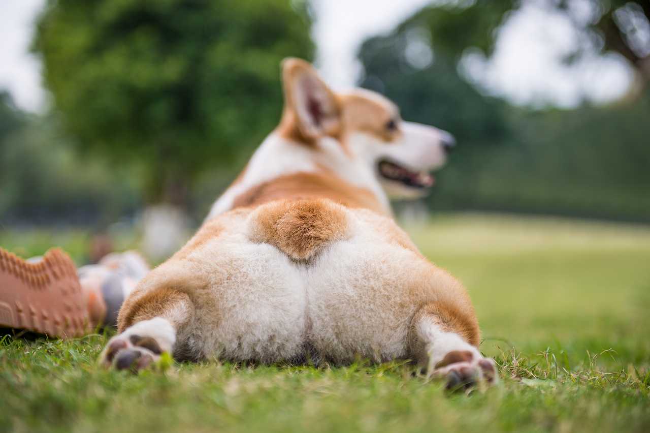 コーギーの正しい飼い方