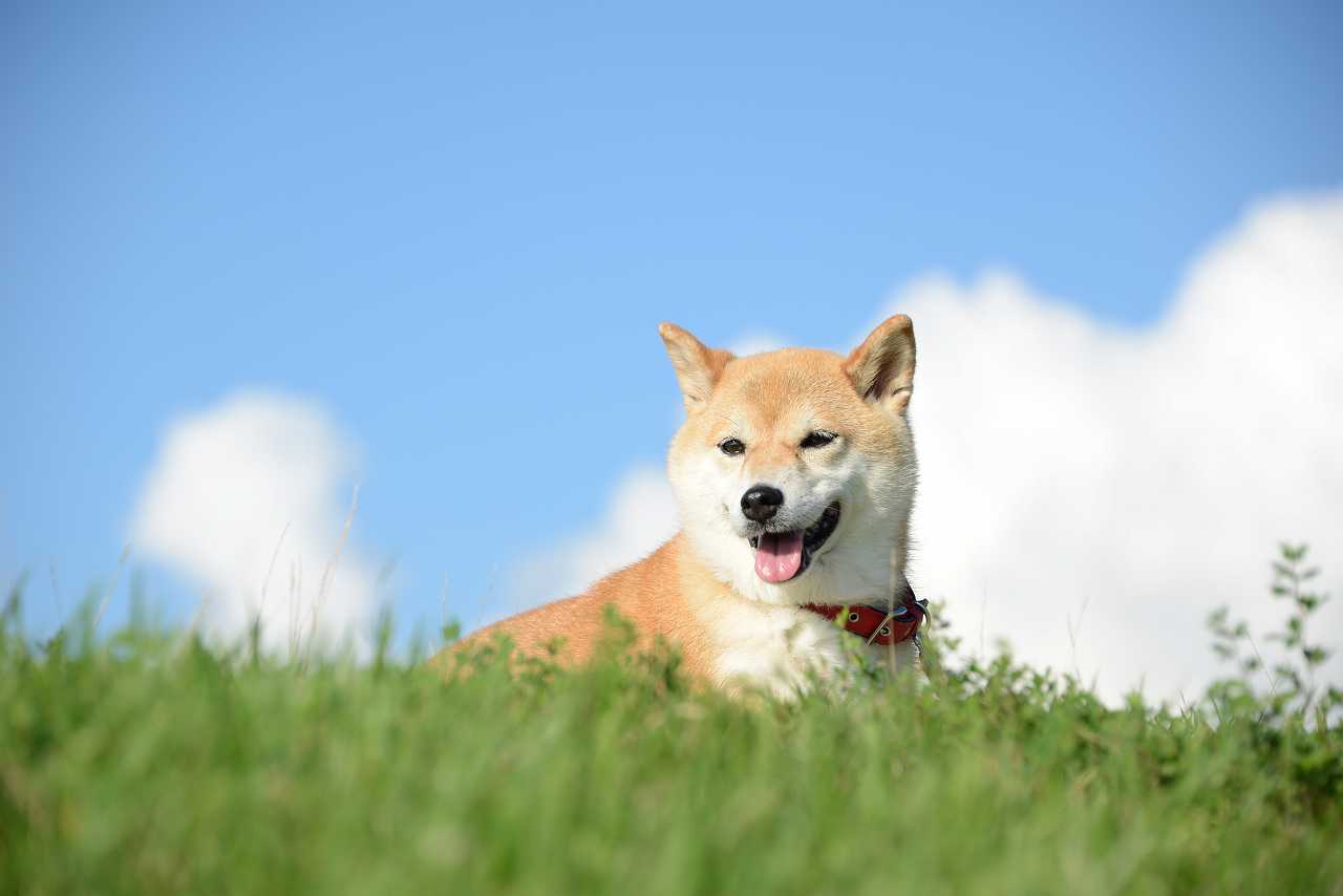 柴犬の相場価格