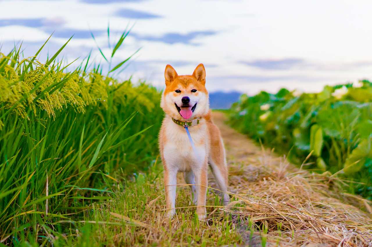 柴犬の正しい飼い方