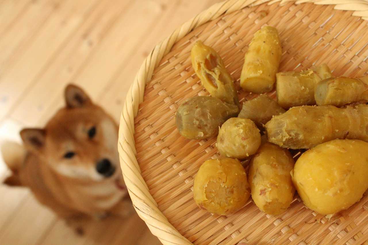 犬とサツマイモ