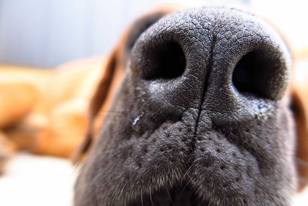 犬の鼻水