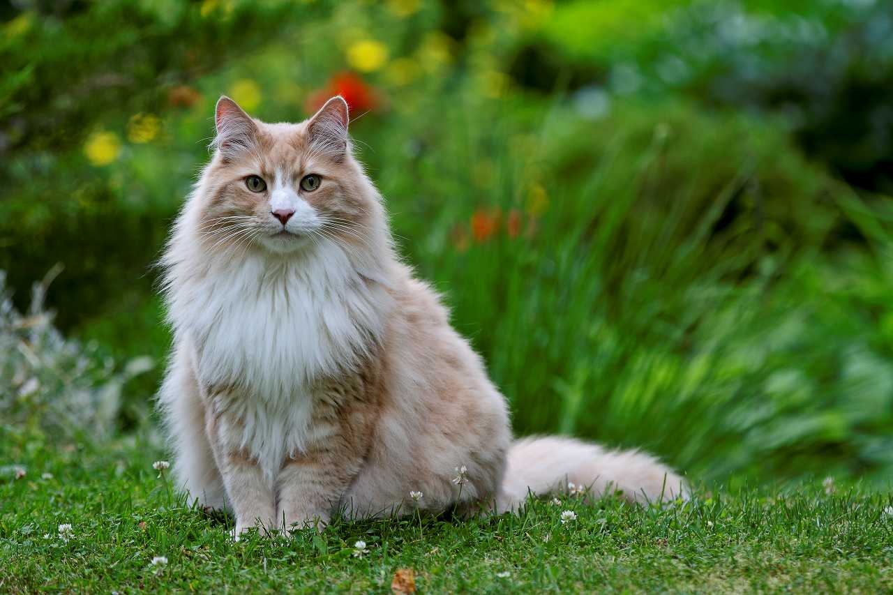 ノルウェージャンフォレストキャットの正しい飼い方