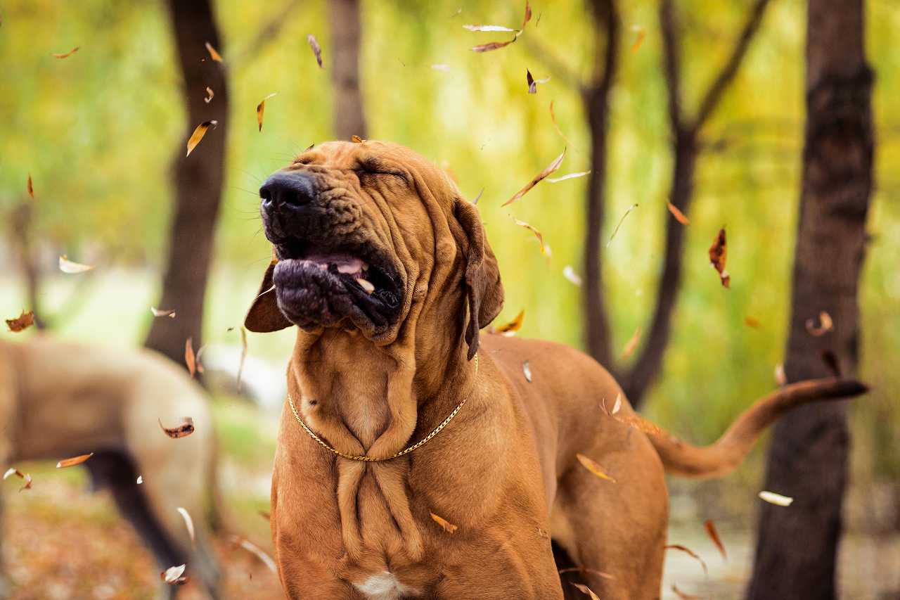 犬の逆くしゃみ