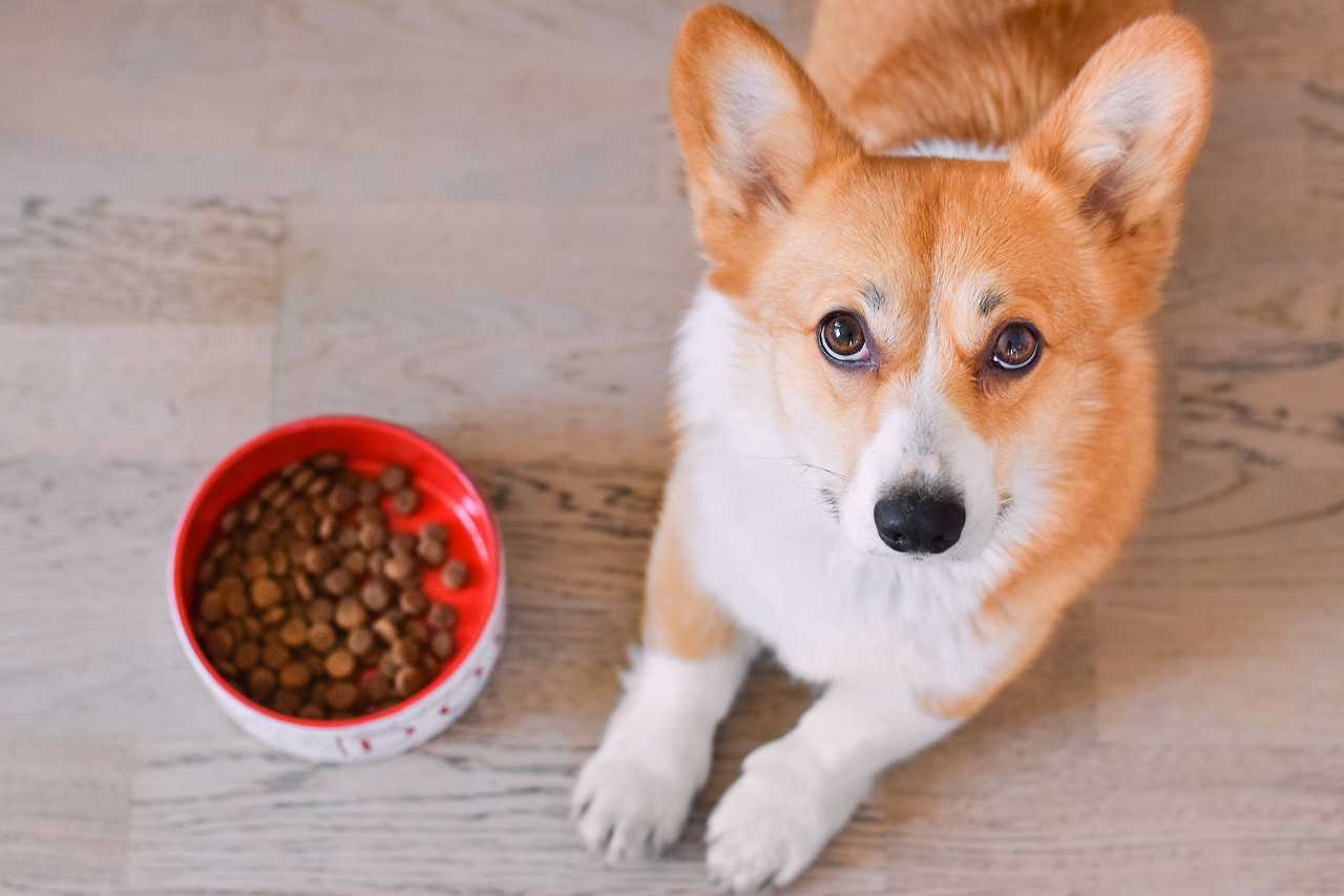 愛犬がご飯を食べない