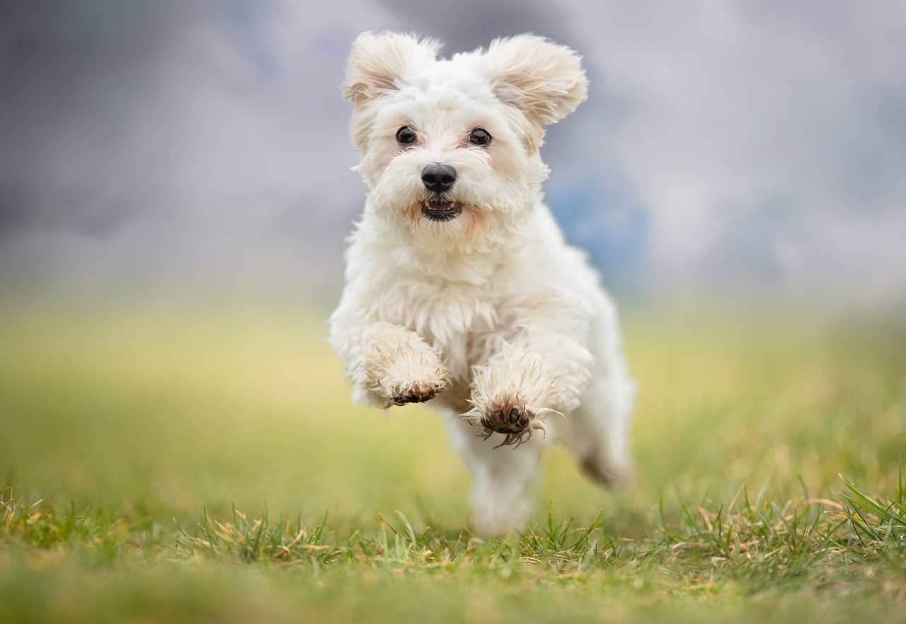 飼いやすい犬種