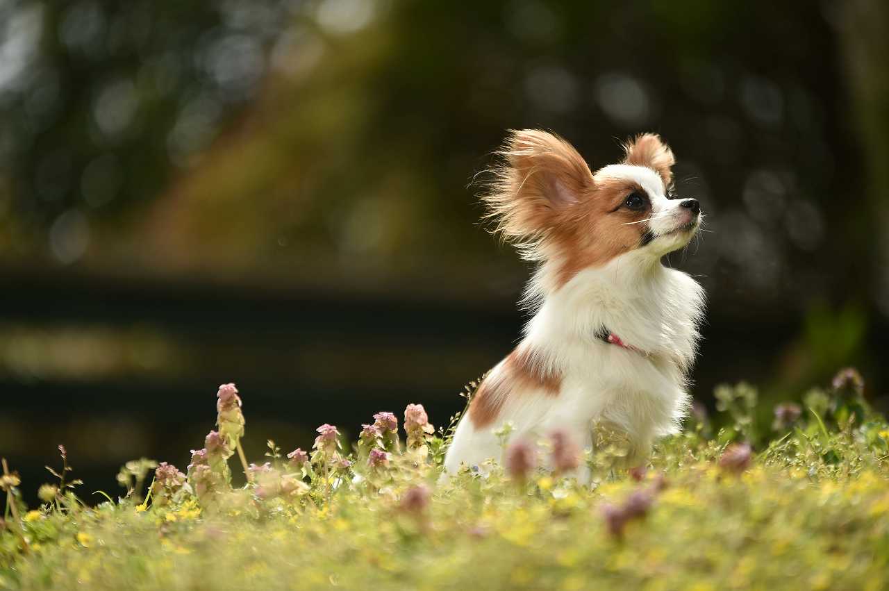 パピヨンの正しい飼い方