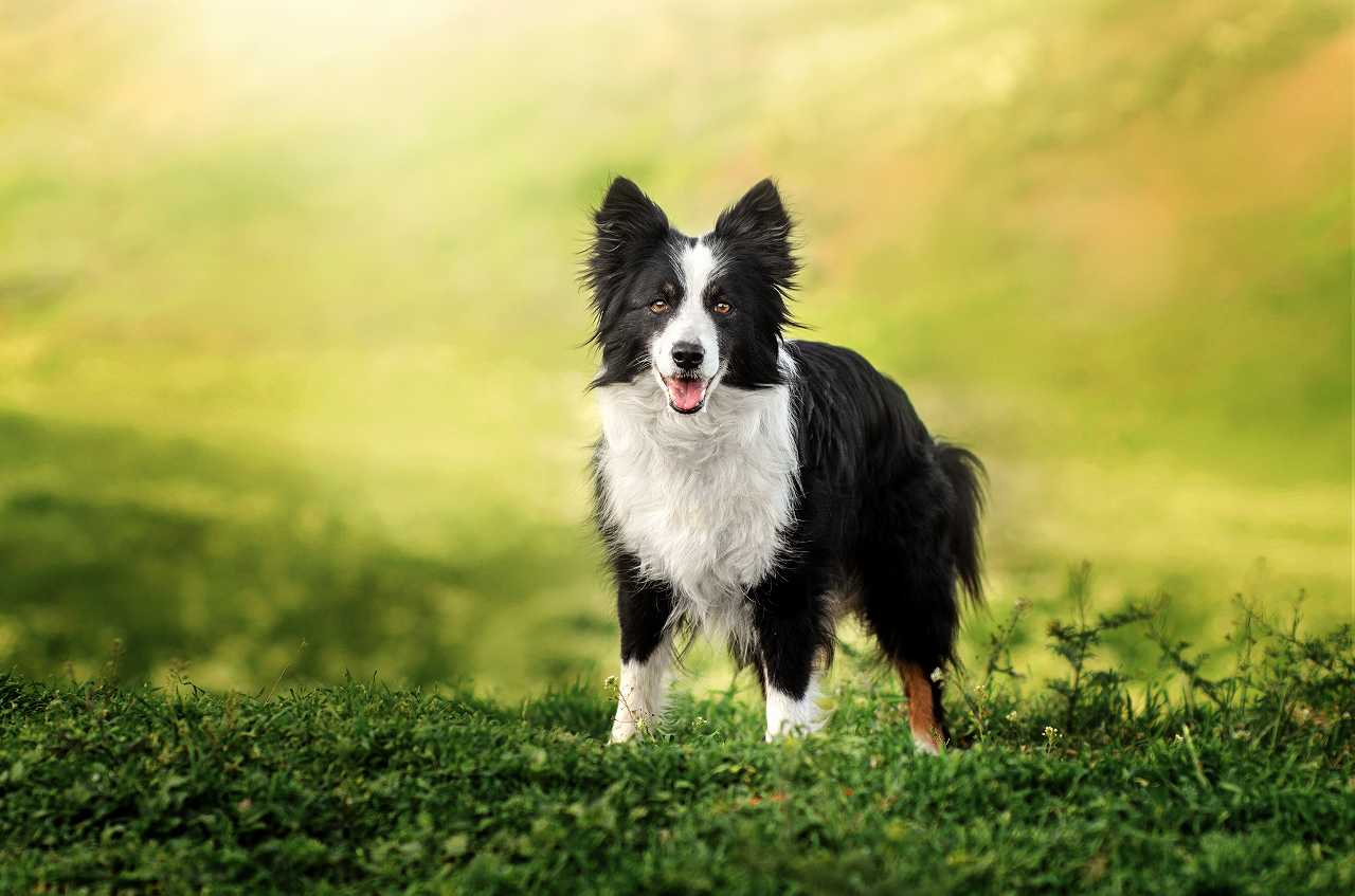 ボーダーコリーの正しい飼い方