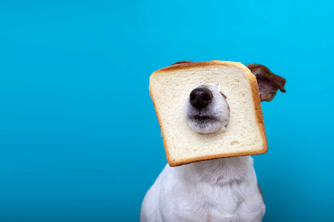 犬とパン