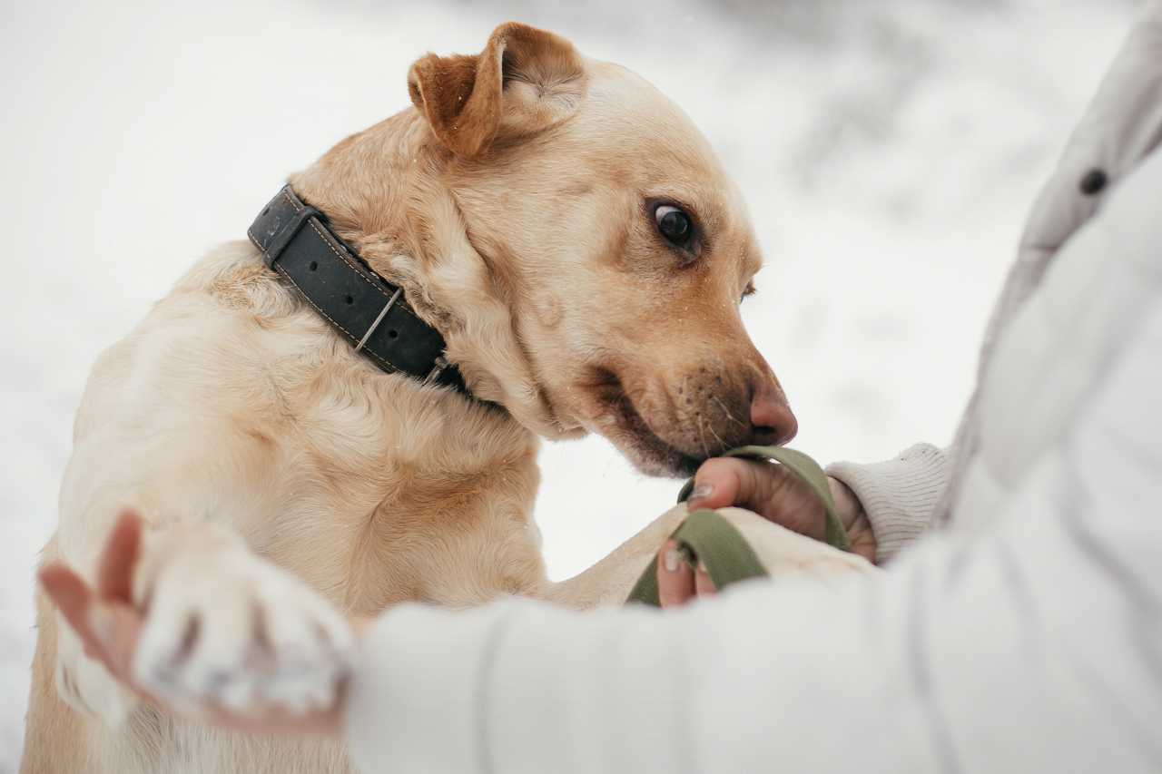 犬の臭い