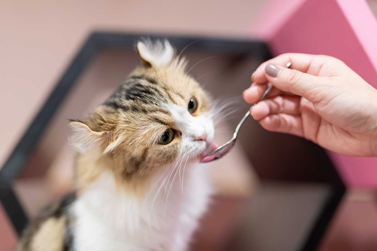 子猫におすすめのおやつ