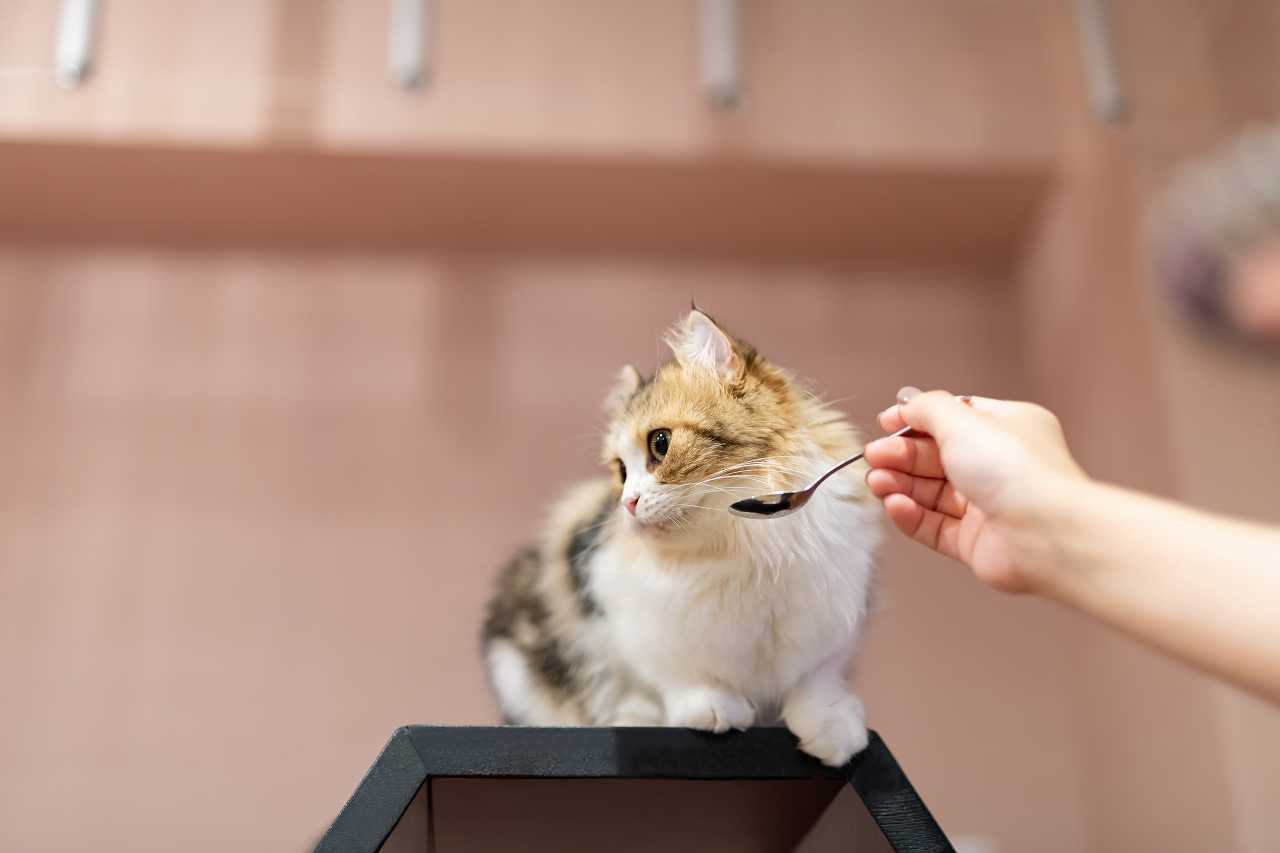 猫がご飯を食べない