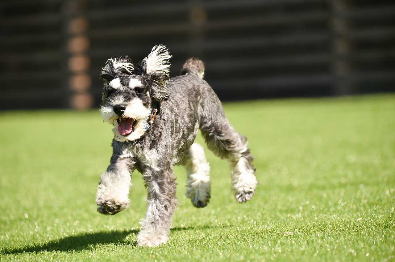 ミニチュアシュナウザーの正しい飼い方