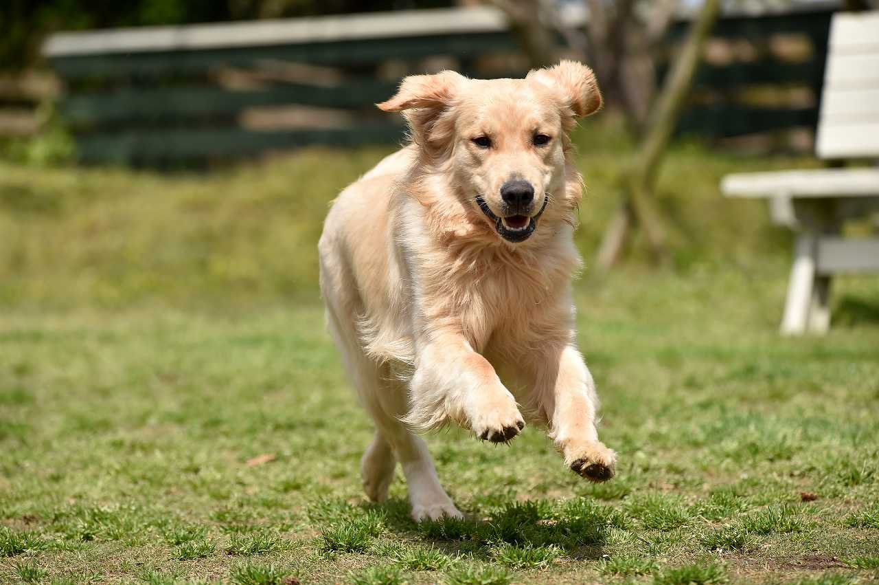 ゴールデンレトリバーの正しい飼い方