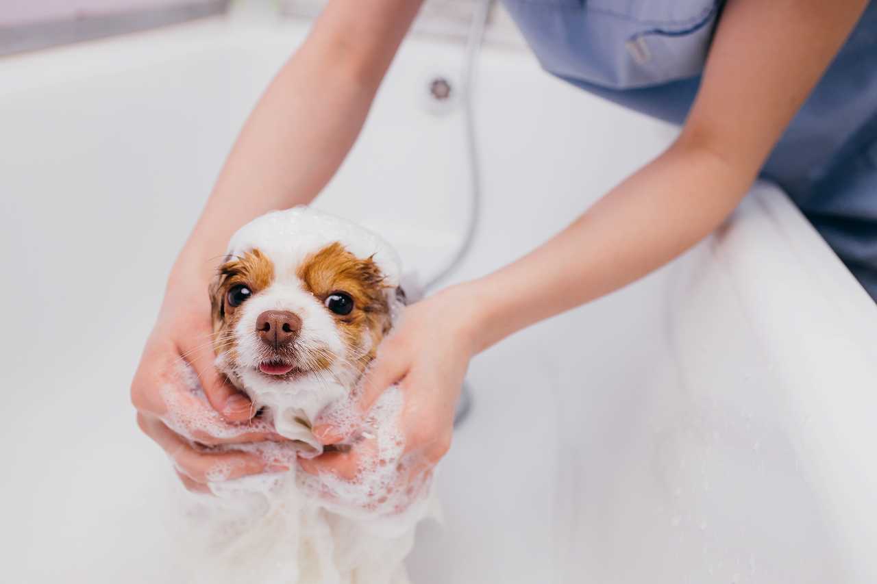 犬のシャンプーの適正頻度