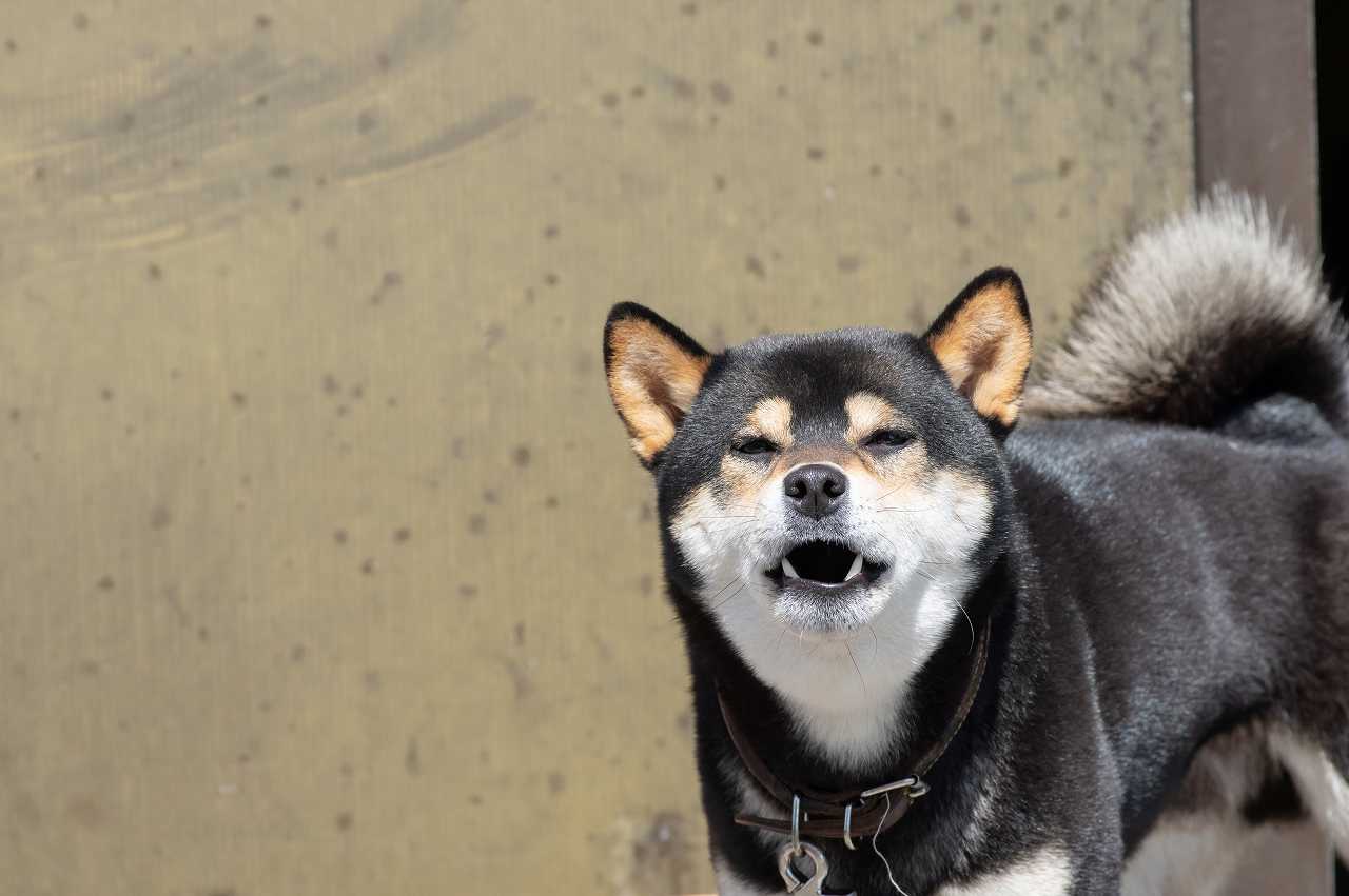 犬の吠え癖