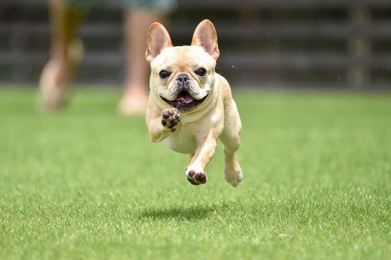 フレンチブルドッグの飼い方