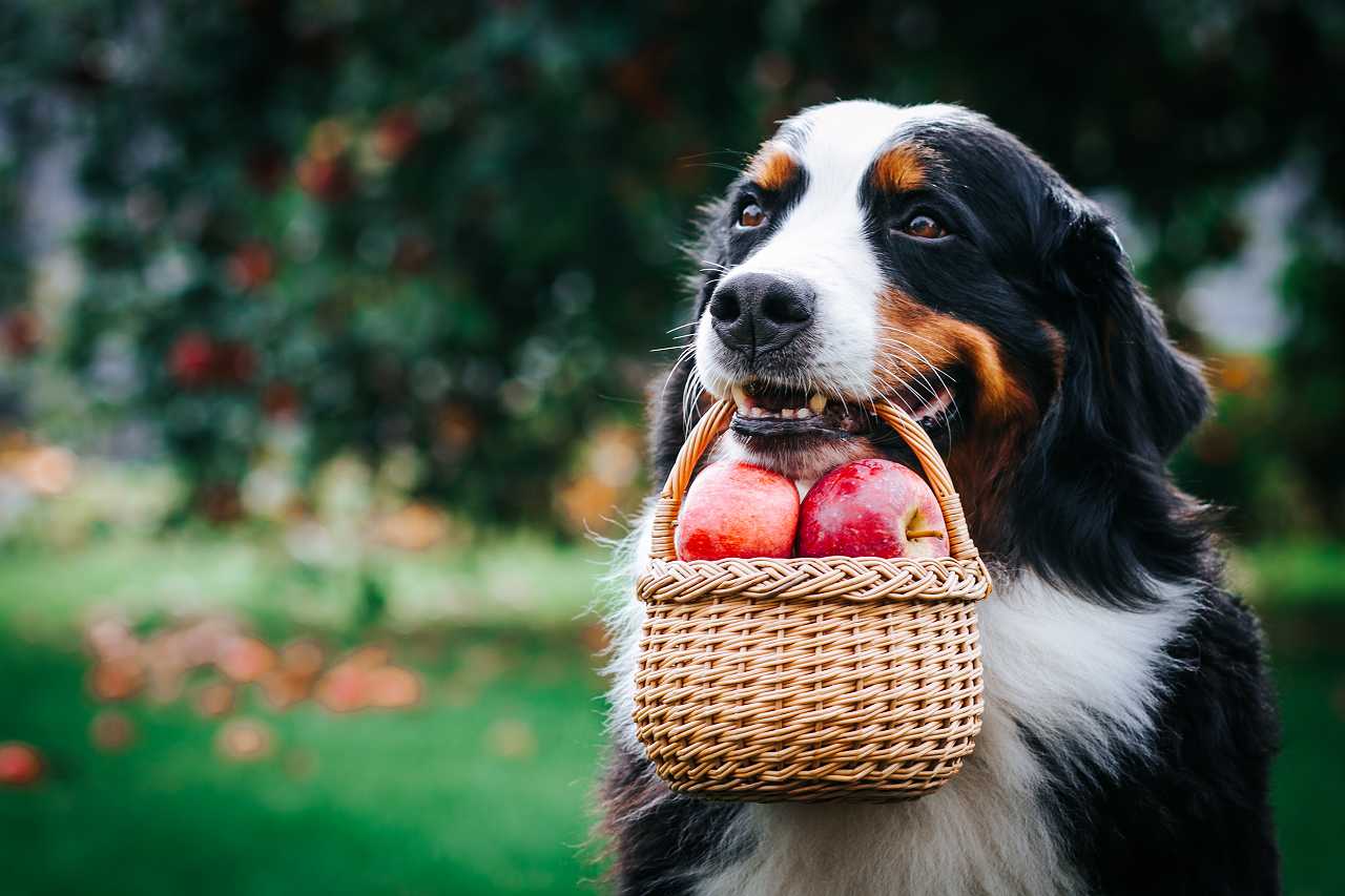 犬とリンゴ