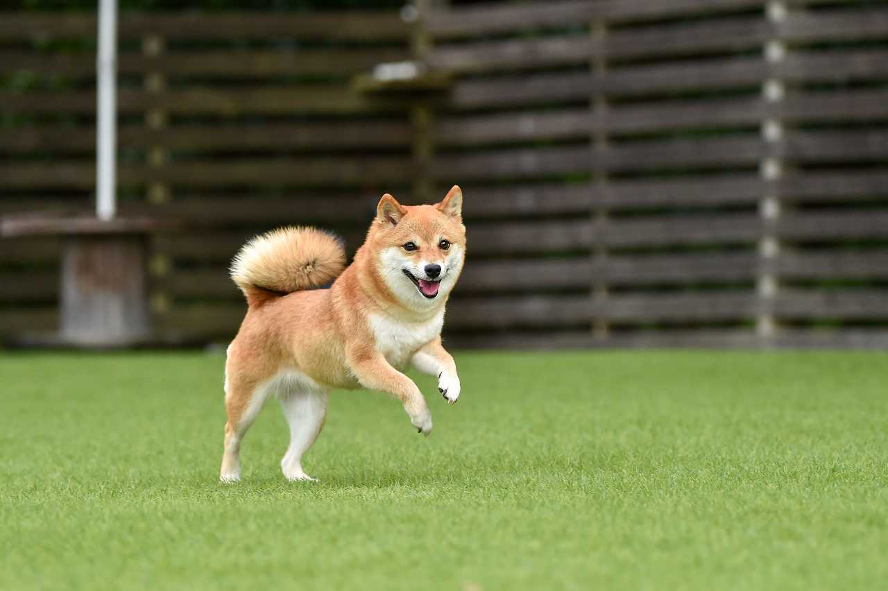 豆柴の正しい飼い方