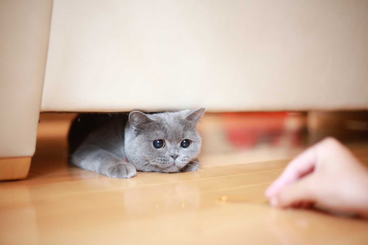 ブリティッシュショートヘアの正しい飼い方