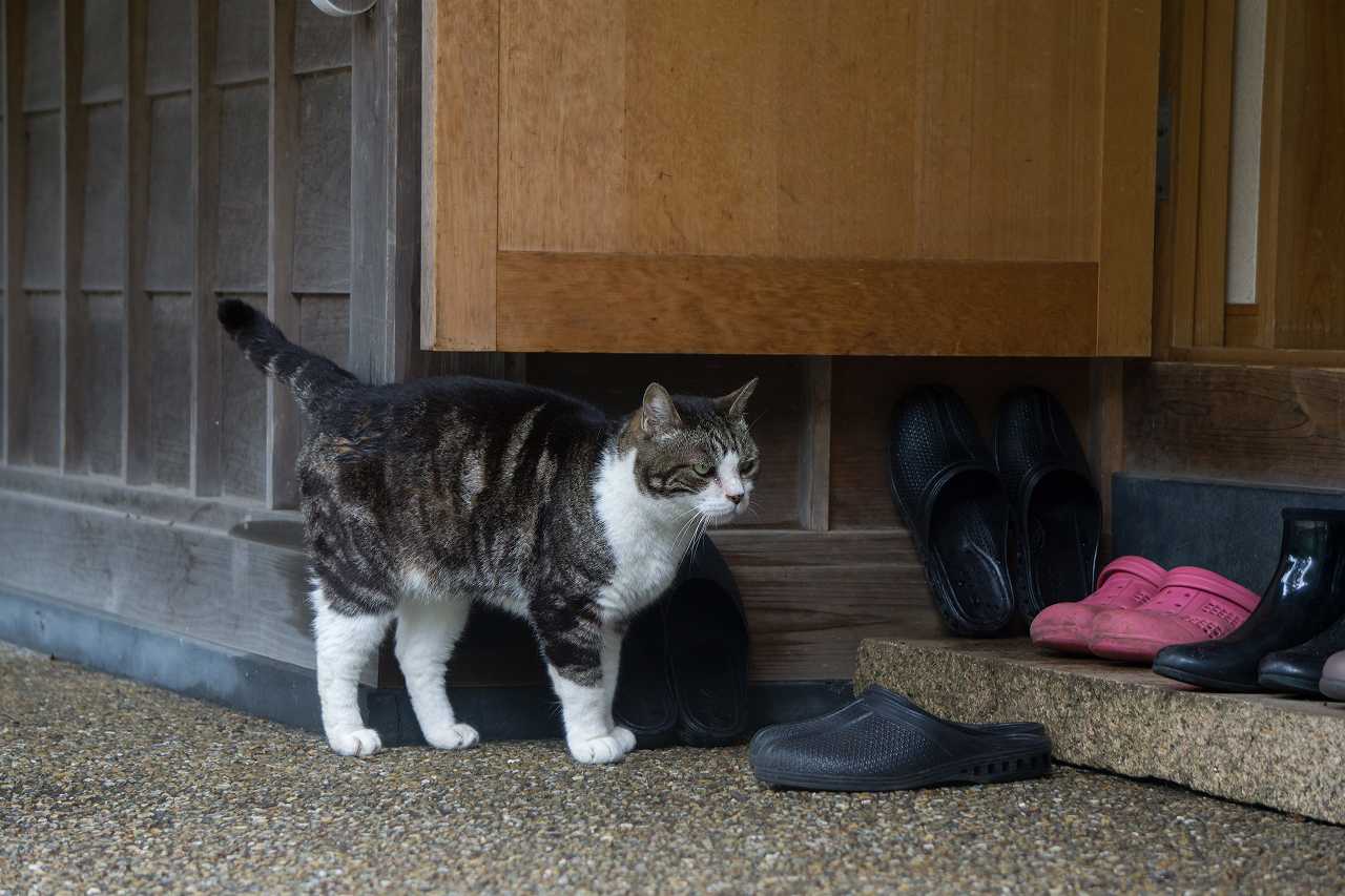 猫のマーキング