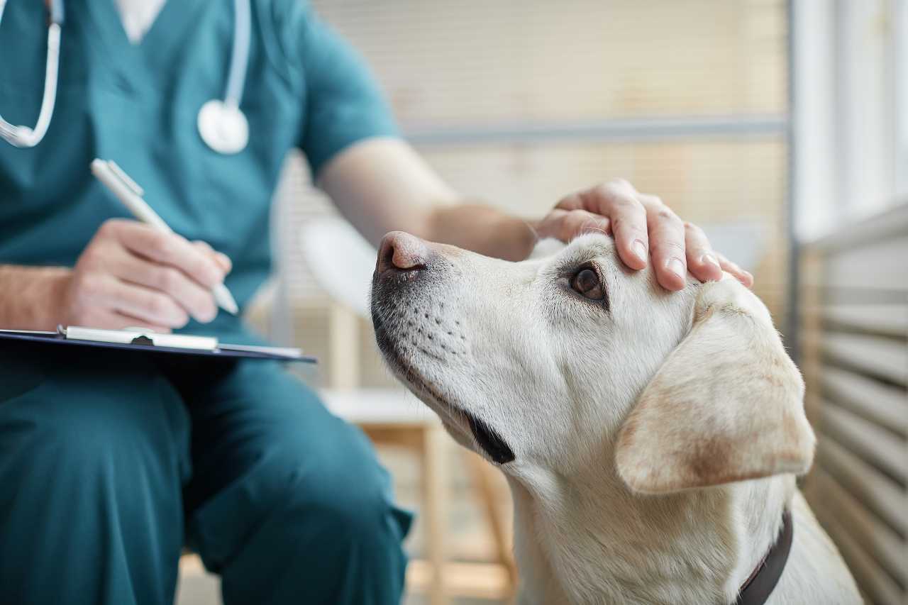 犬の健康管理