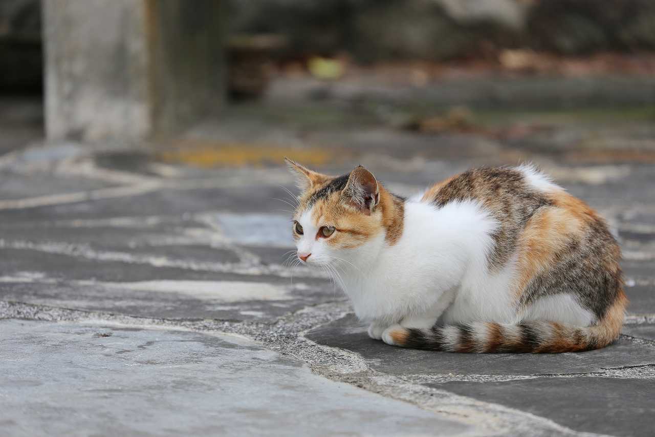 三毛猫の種類