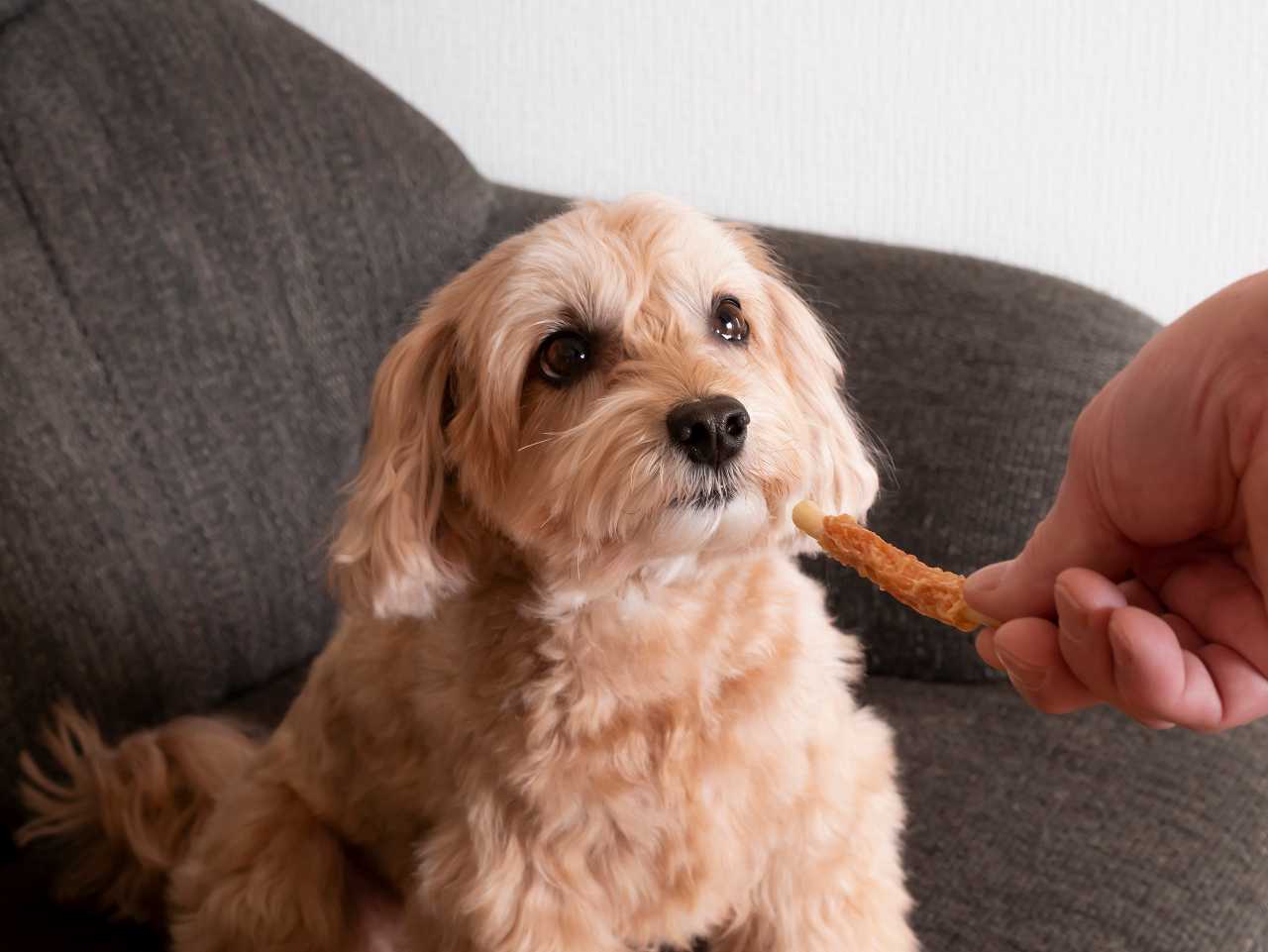 犬の歯磨きガム