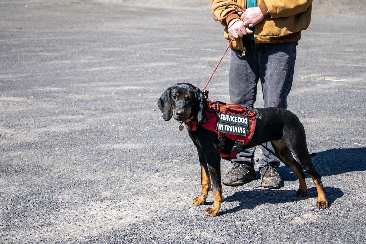 介助犬の仕事内容