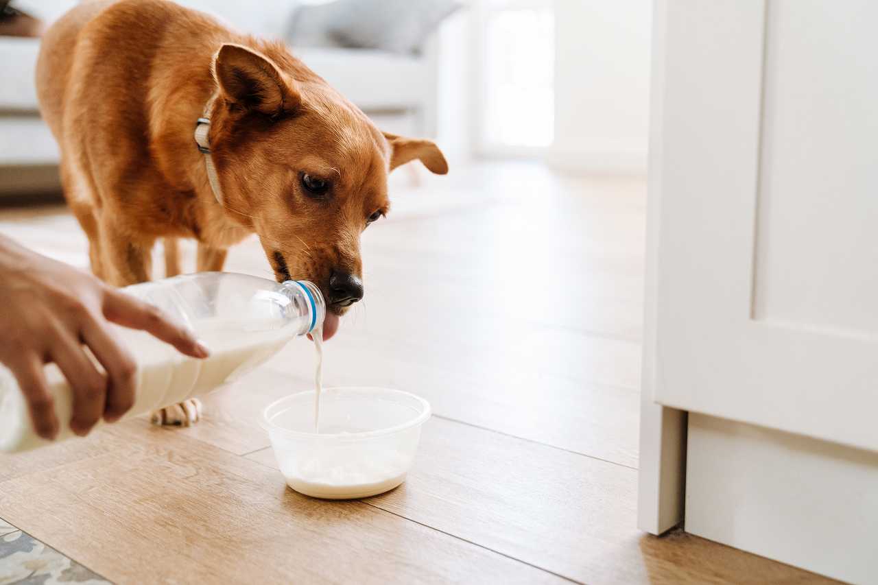 犬と牛乳