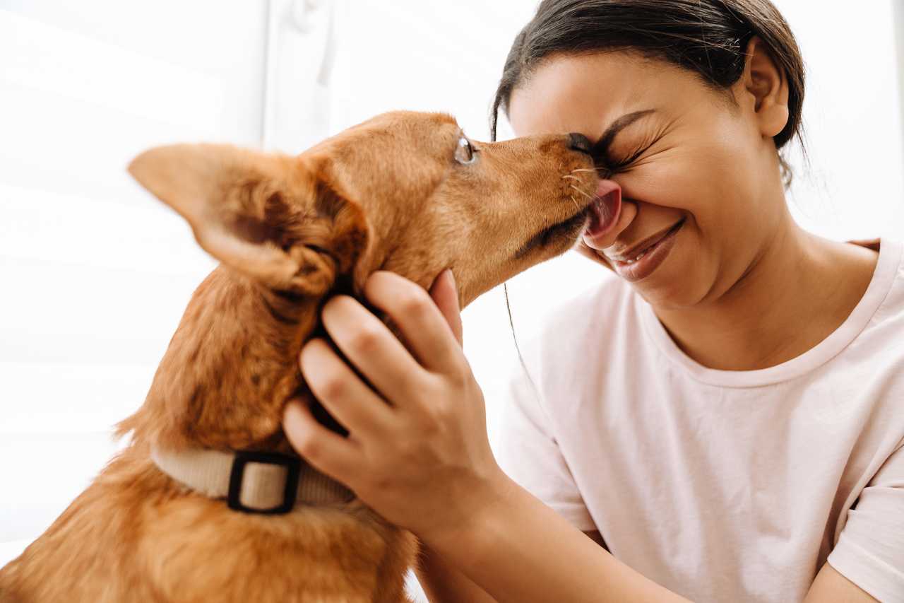 犬が飼い主の顔を舐める