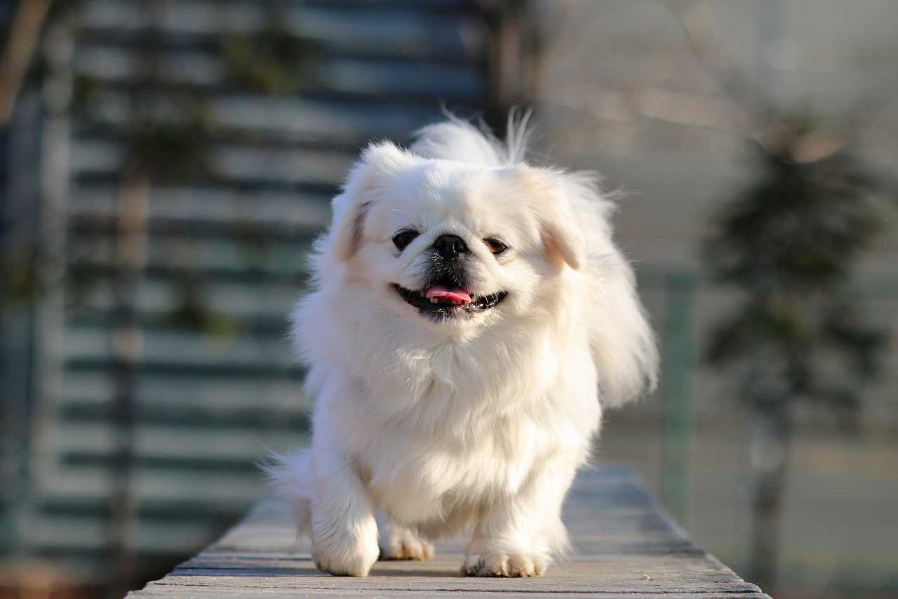 ペキニーズの正しい飼い方