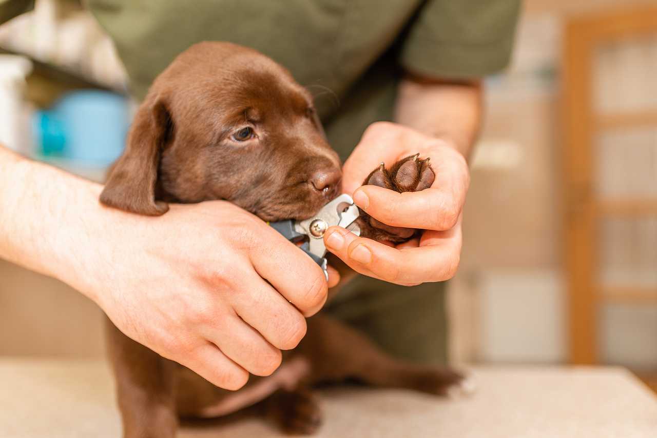 犬の爪切り