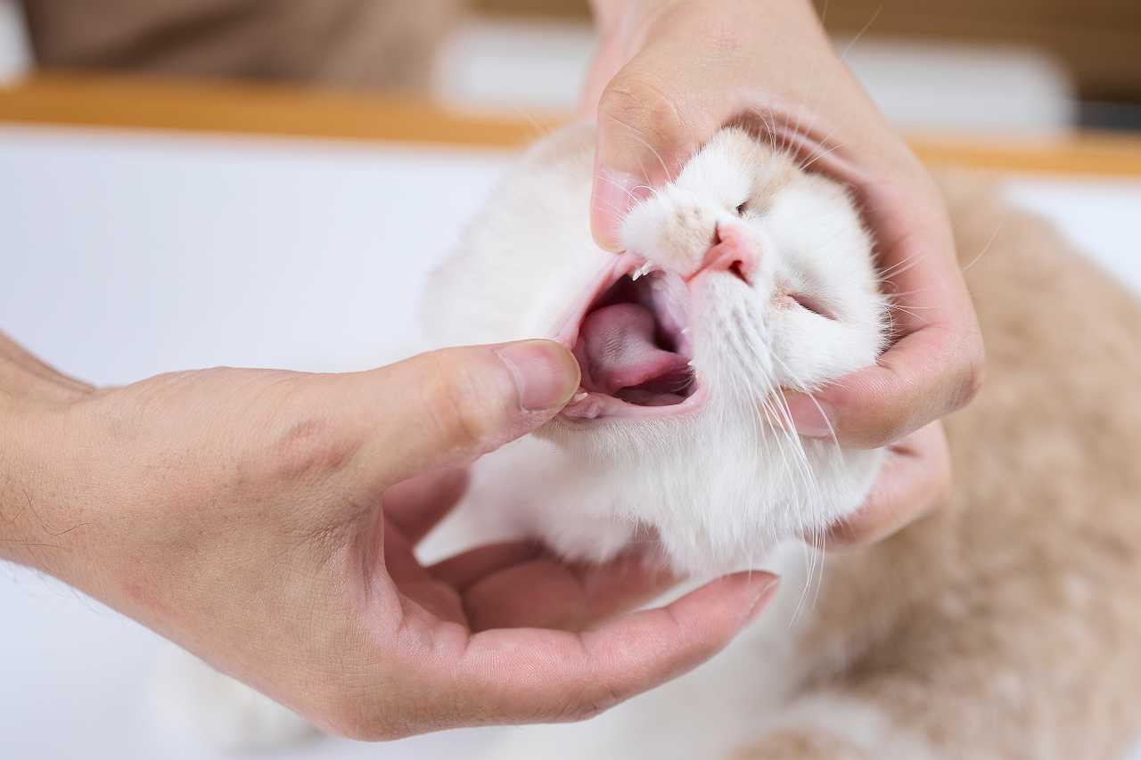 猫の誤飲誤食