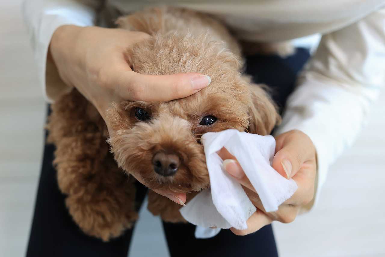 犬の目やに