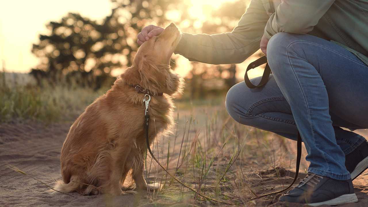 犬の震え