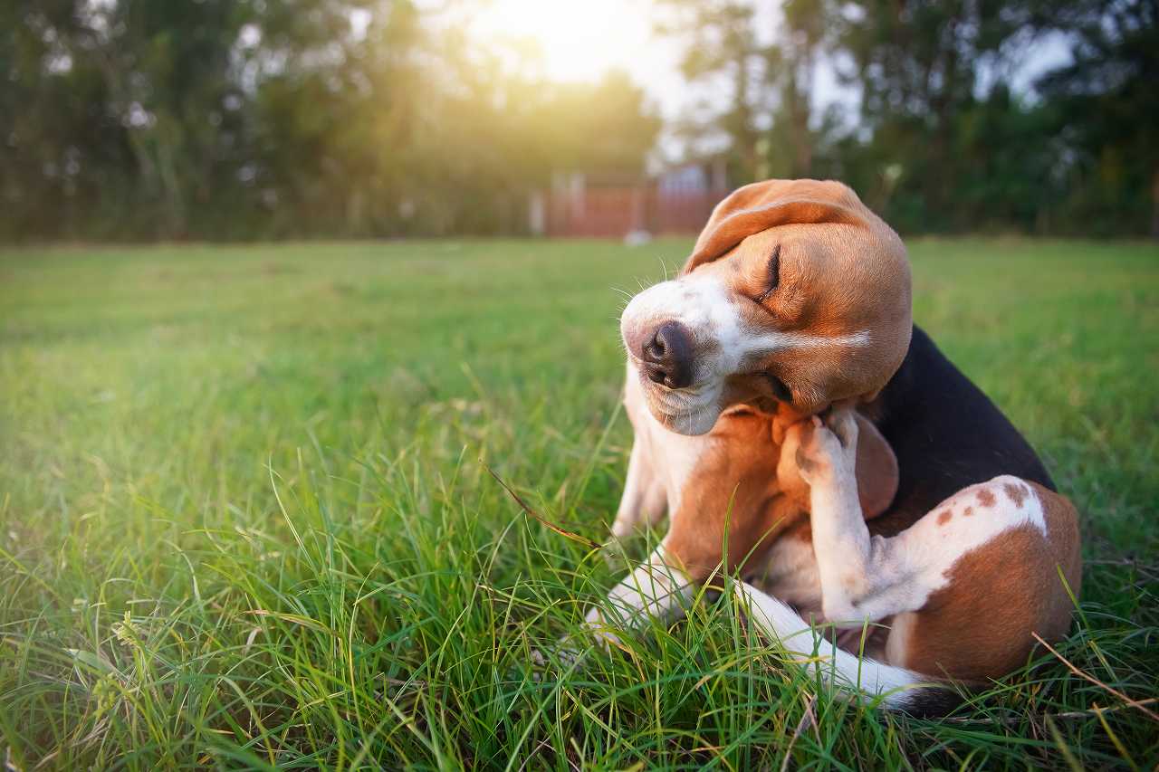 犬がうんちを食べる理由