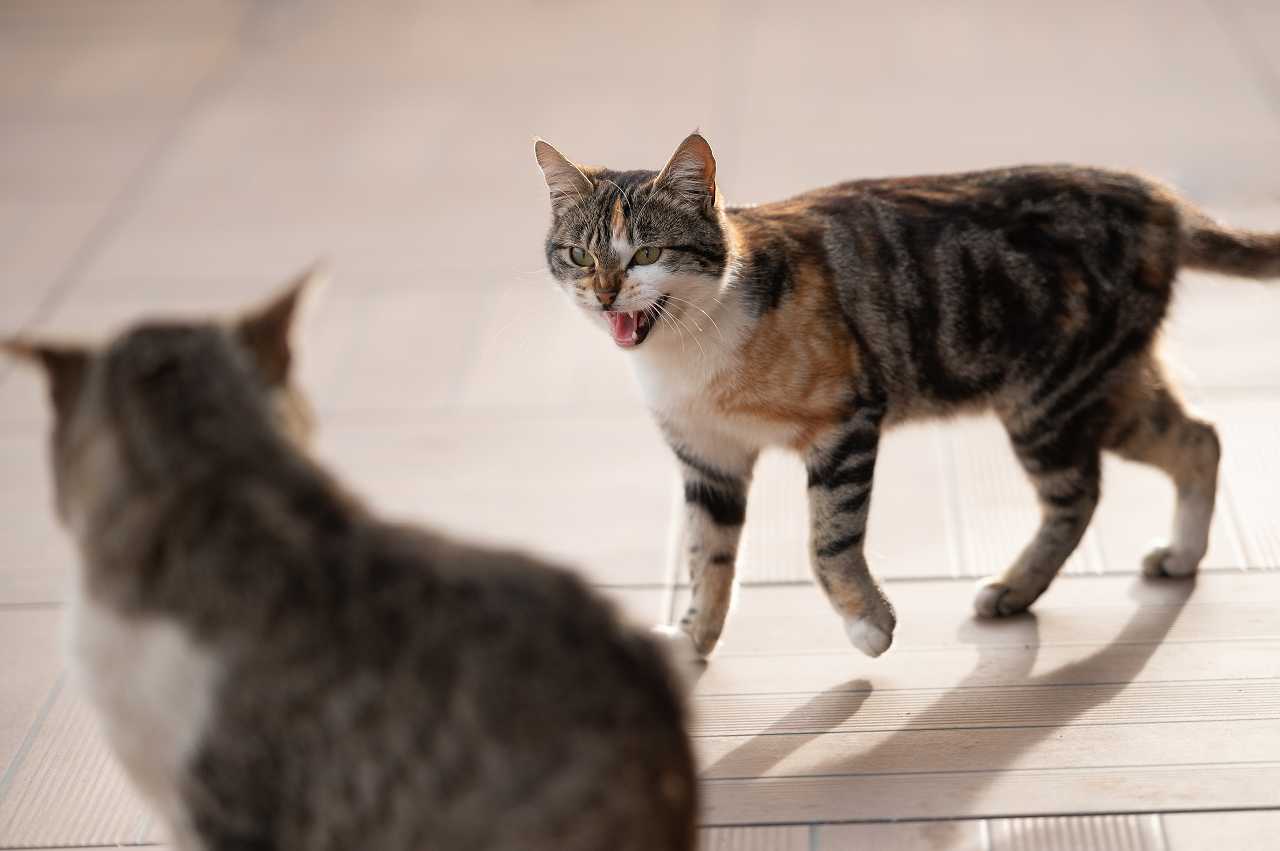 鳴かない猫