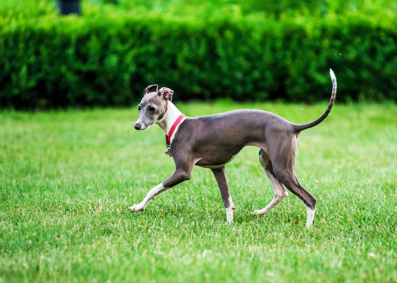 イタリアングレーハウンドの正しい飼い方