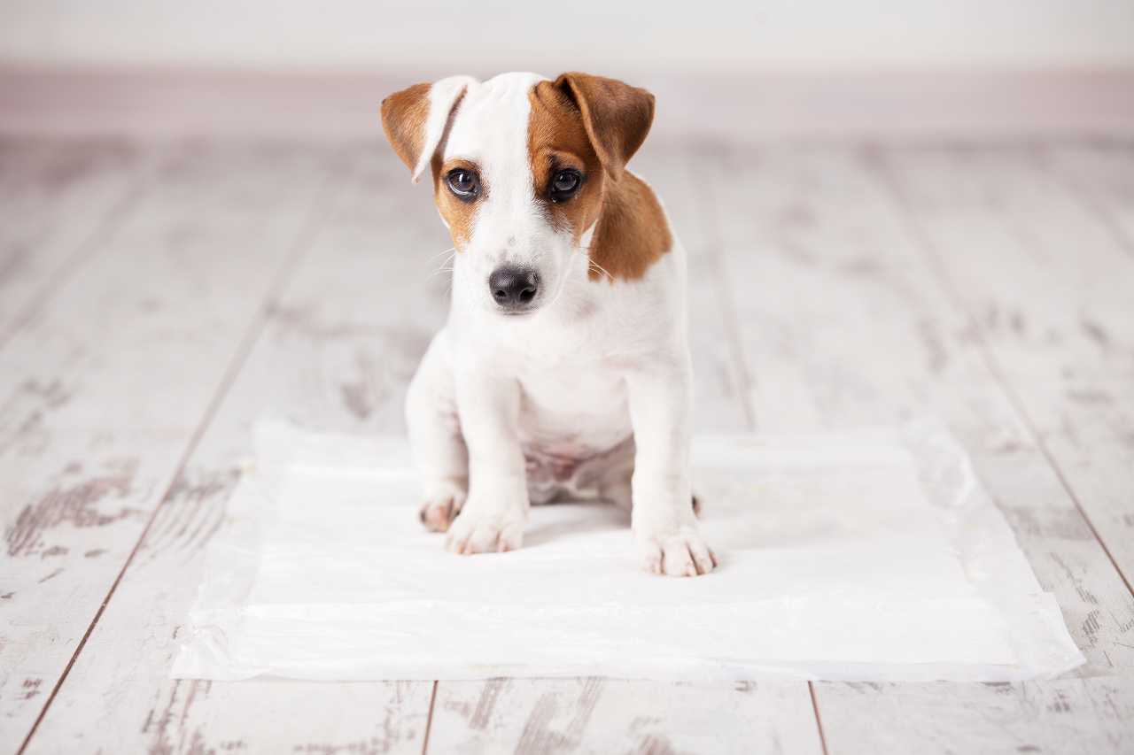 犬のトイレトレーニング