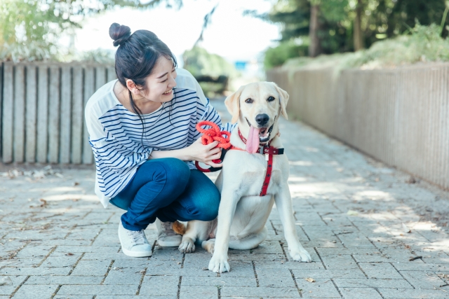 介助犬1