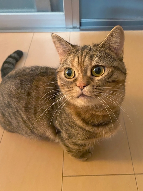 飼い主を見つめるマンチカンの画像