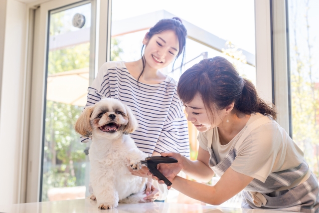 犬の爪切りについて