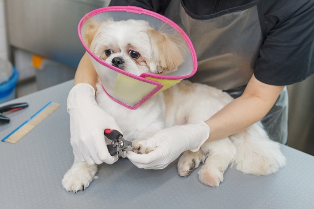 犬の爪切りについて