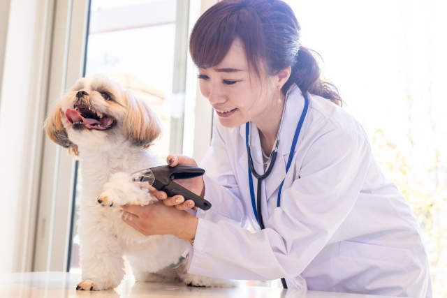 犬の爪切りについて